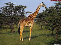 Поему у жирафа длинная шея