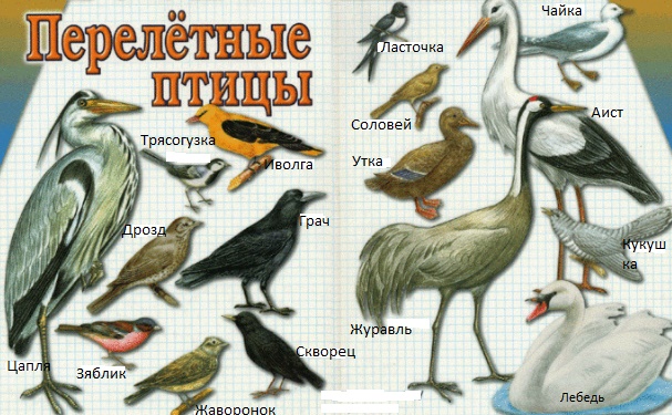 Птицы Кубани Фото С Названиями