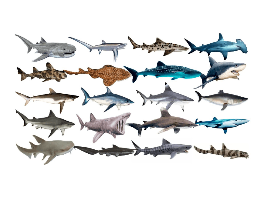 разновидности акул