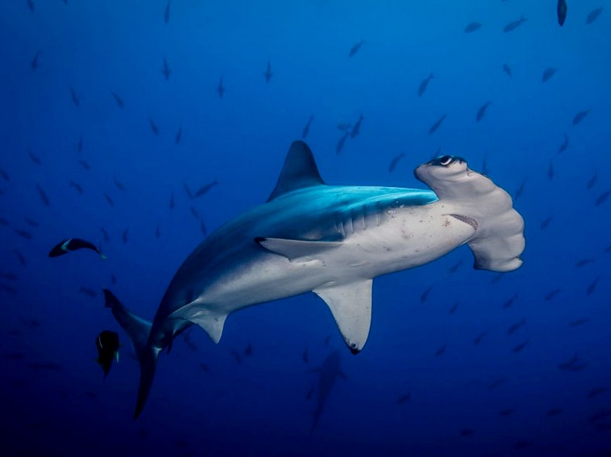акула-молот в море
