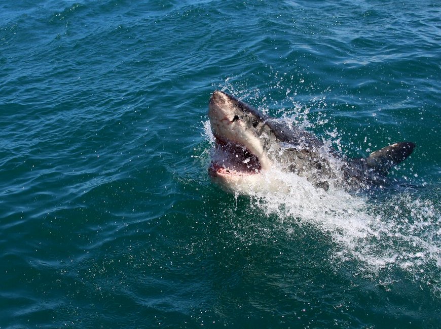 черноморская акула в море