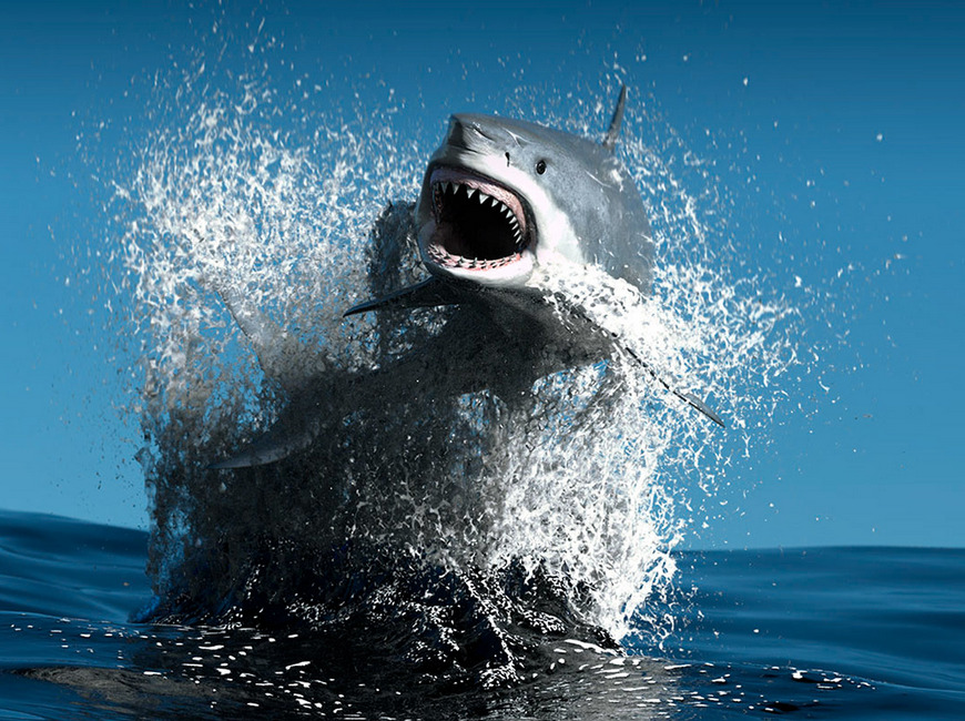 правила безопасности от акул