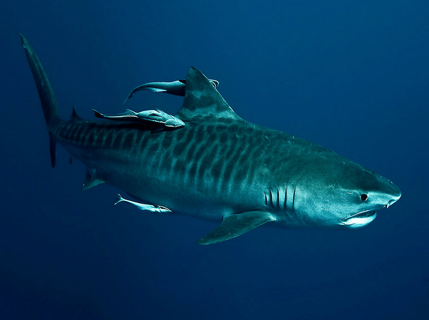 тигровая акула в море