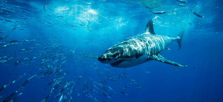 акулы в турции 2023