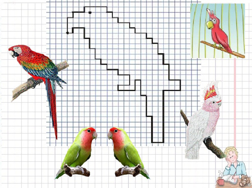Графический диктант по клеточкам на тему животные попугай