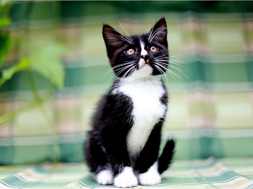 Простые клички для котят черно-белого окраса